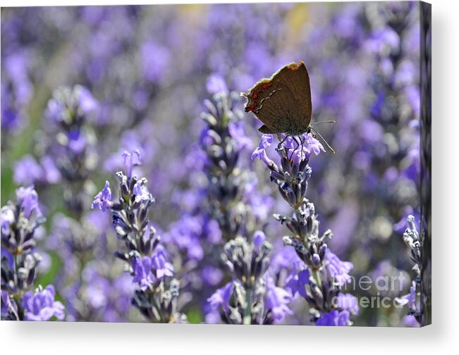 Freshness Acrylic Print featuring the photograph Butterfly gathering nectar from lavender flowers by Sami Sarkis