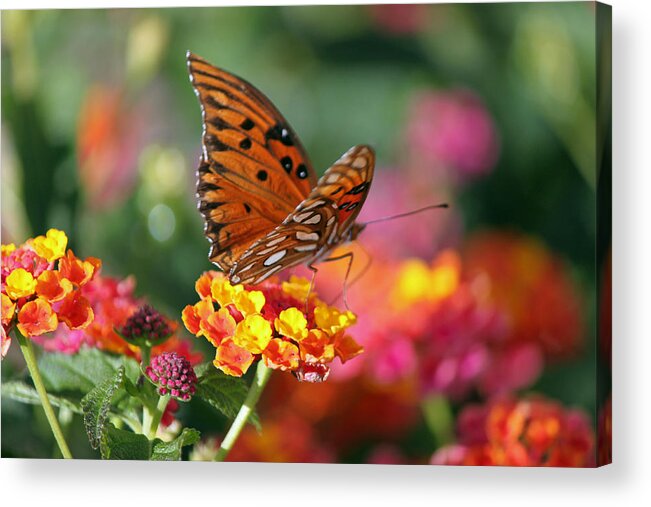 Nature Acrylic Print featuring the photograph Butterfly Landing by Dave Alexander