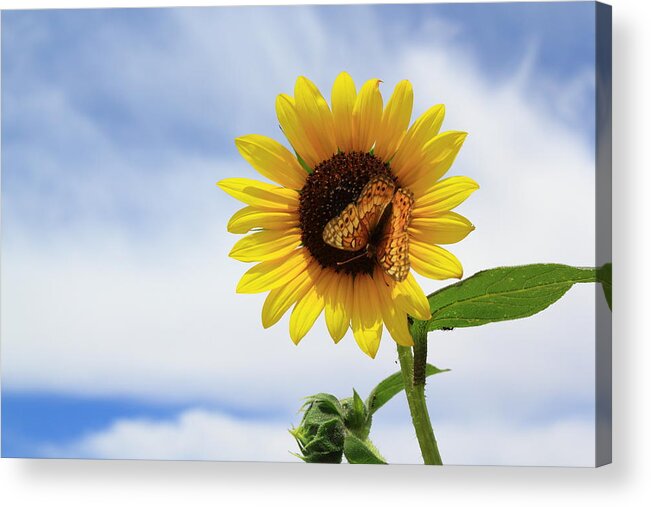 Sunflower Acrylic Print featuring the photograph Butterfly on a Sunflower by Shane Bechler