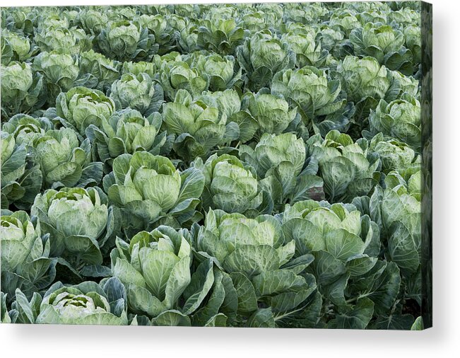 00429823 Acrylic Print featuring the photograph Cabbage Field Santa Cruz California by Sebastian Kennerknecht