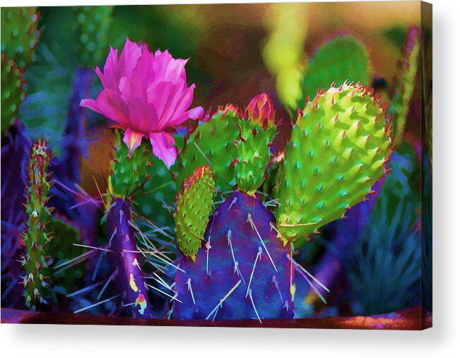 Cactus Acrylic Print featuring the photograph Cactus Flowers in Pink by Brian Davis