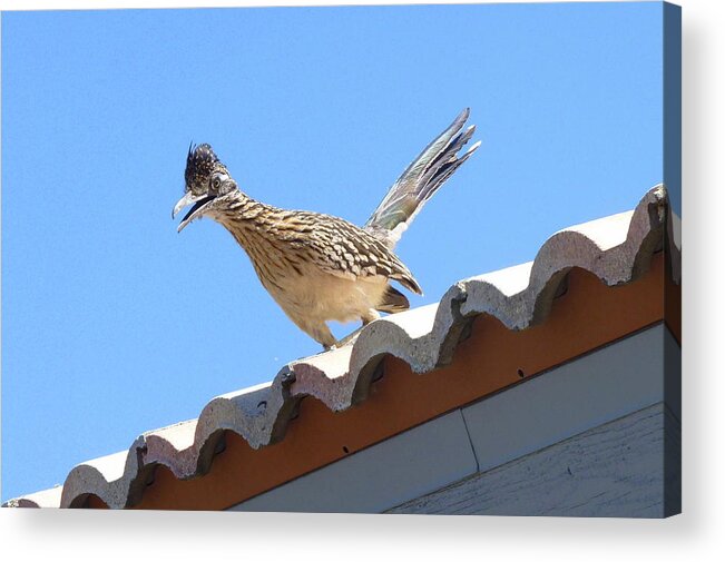 Roadrunner Acrylic Print featuring the photograph California Roadrunner by Carla Parris