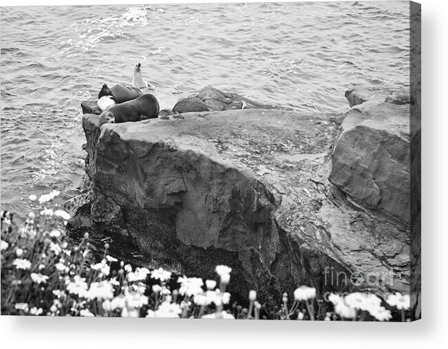 Black And White Acrylic Print featuring the photograph CALIFORNIA SEA LIONS Black and White La Jolla Shores San Diego by Sherry Curry