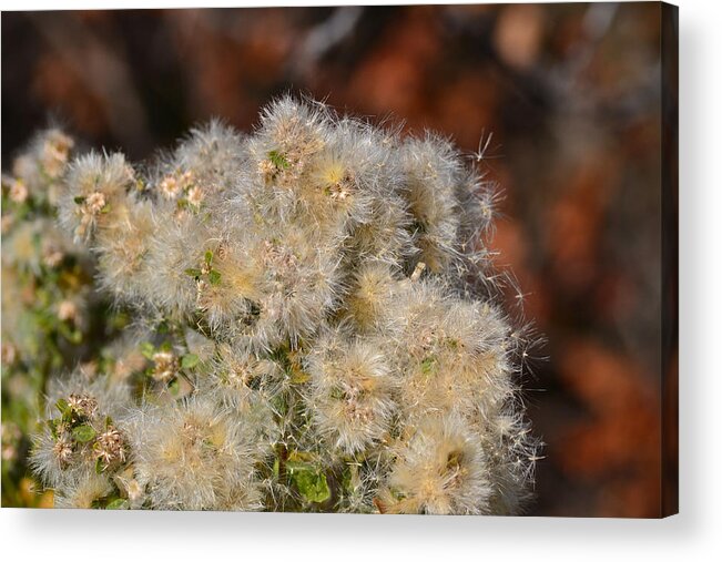 California Snow Acrylic Print featuring the photograph California Snow by Bill Owen