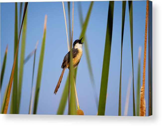 Bird Acrylic Print featuring the photograph Call out by SAURAVphoto Online Store