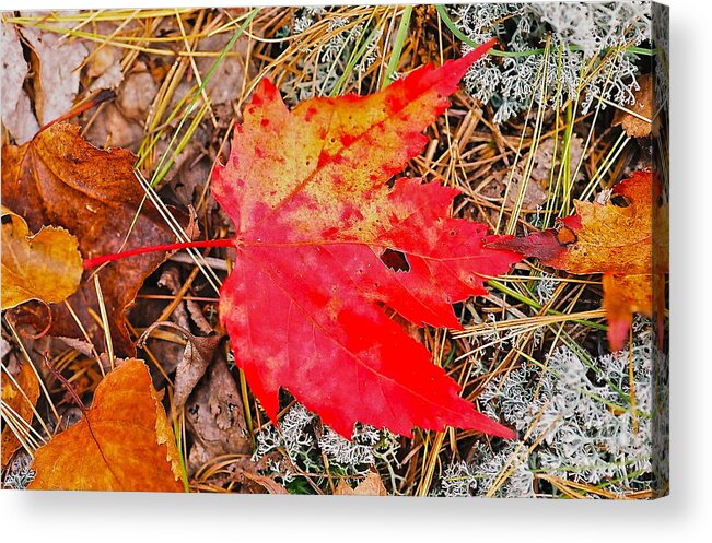 Leaf Acrylic Print featuring the photograph Can You Be-Leaf It by Jim Simak