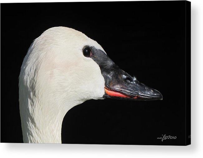 Trumpeter Swan Acrylic Print featuring the photograph Trumpeter Swan by Maciek Froncisz