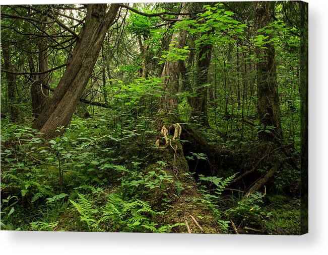 Green Mantle Acrylic Print featuring the photograph Canadian Bush by Jakub Sisak