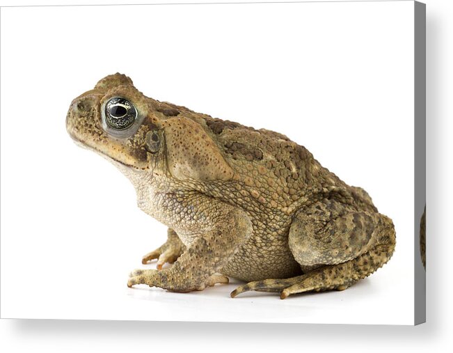 00478907 Acrylic Print featuring the photograph Cane Toad La Selva Costa Rica by Piotr Naskrecki
