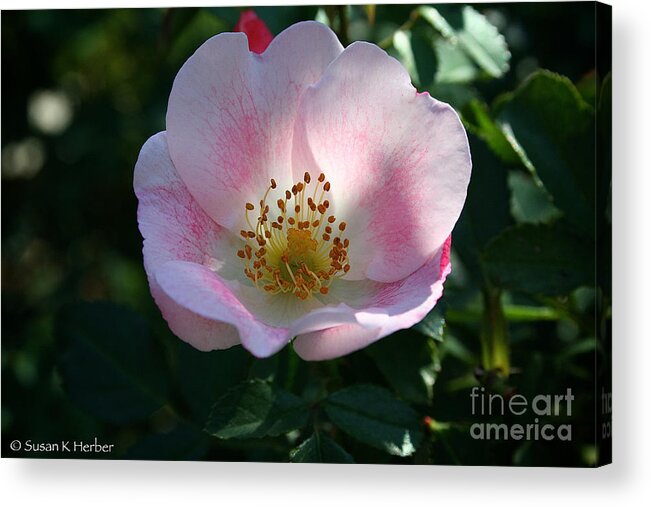 Outdoors Acrylic Print featuring the photograph Carefree Delight by Susan Herber