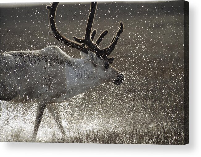 Mp Acrylic Print featuring the photograph Caribou Rangifer Tarandus Portrait by Konrad Wothe