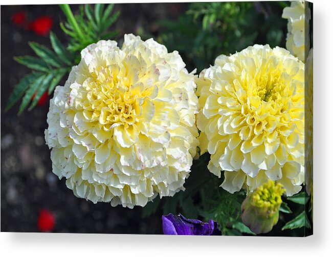 Bloom Acrylic Print featuring the photograph Carnations by Tikvah's Hope