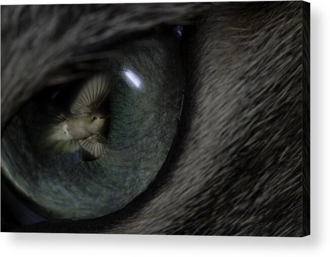 Cat Acrylic Print featuring the photograph Cat Daydream by Gregory Scott