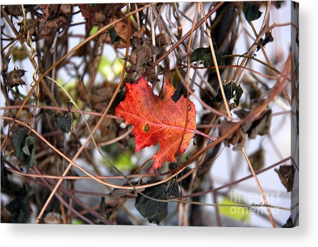 Vines Acrylic Print featuring the photograph Caught in Vine by Yumi Johnson