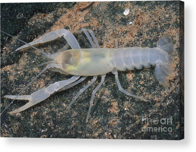 Cave Crayfish Acrylic Print featuring the photograph Cave Crayfish by Dante Fenolio