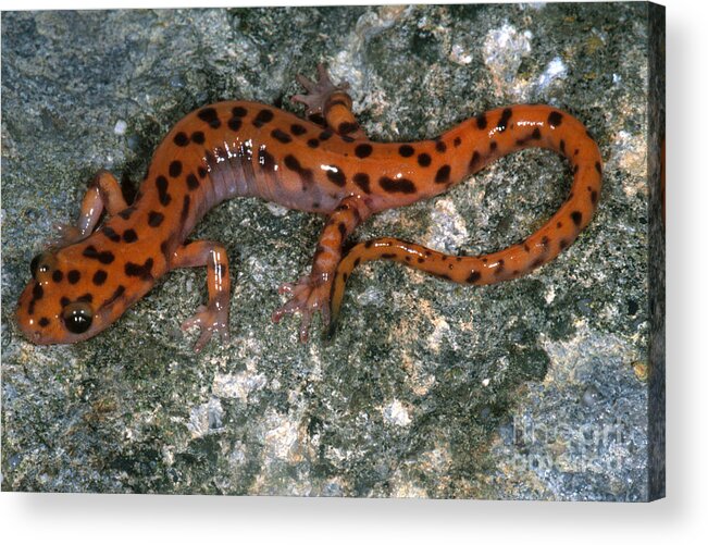 Cave Salamander Acrylic Print featuring the photograph Cave Salamander by Dante Fenolio