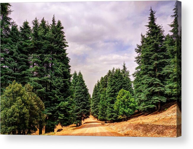 Cedar Acrylic Print featuring the photograph Cedar forest by Ivan Slosar