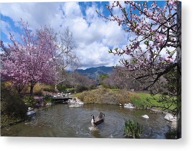 Arboretum Acrylic Print featuring the photograph Celebrating Spring by Mike Herdering