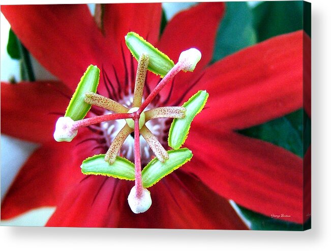 Floral Acrylic Print featuring the photograph Centerpiece Passion Flower 001 by George Bostian