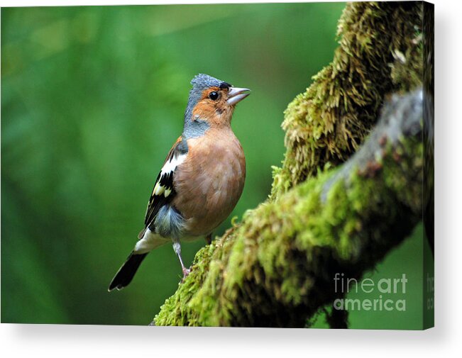 Chaffinch Acrylic Print featuring the photograph Chaffinch by Lynn Bolt