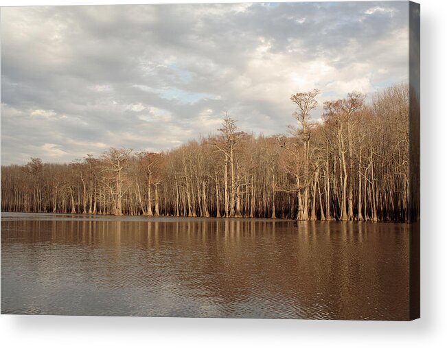 Baldcypress Acrylic Print featuring the photograph Champion Lake by Daniel Reed