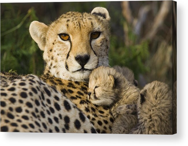 00761512 Acrylic Print featuring the photograph Cheetah Mother And Cub #1 by Suzi Eszterhas