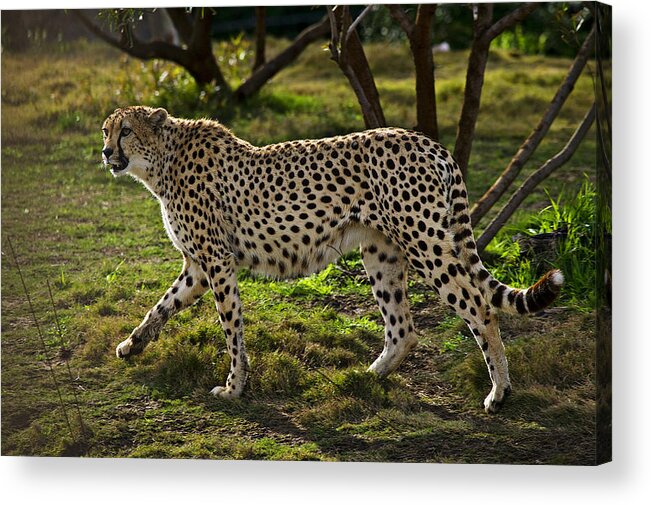 Cheetah Acrylic Print featuring the photograph Cheetah by Garry Gay