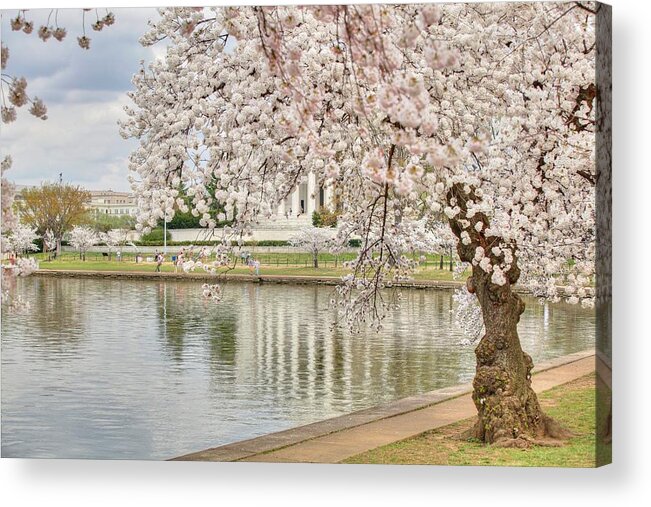 Metro Acrylic Print featuring the photograph Cherry Blossoms Washington DC 6 by Metro DC Photography