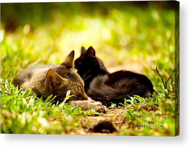 Cat Acrylic Print featuring the photograph Child and Mother by Venura Herath