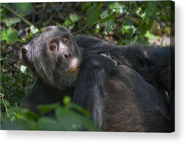 00438373 Acrylic Print featuring the photograph Chimpanzee Male Resting On Forest Floor by Suzi Eszterhas