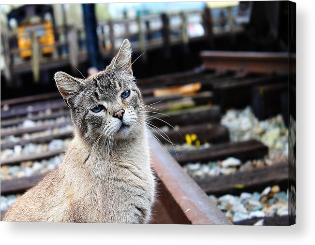 Hovind Acrylic Print featuring the photograph Cinders the Cat by Scott Hovind