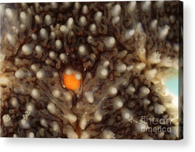 Sea Life Acrylic Print featuring the Close-up Of A Starfish by Ted Kinsman