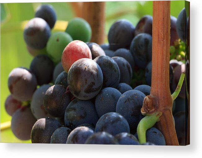 Vegetation Acrylic Print featuring the photograph Close Up Of Wine Grapes by Dina Calvarese