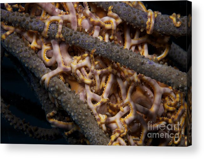 Bonaire Acrylic Print featuring the photograph Close-up View Of Basket Stars Feeding by Terry Moore