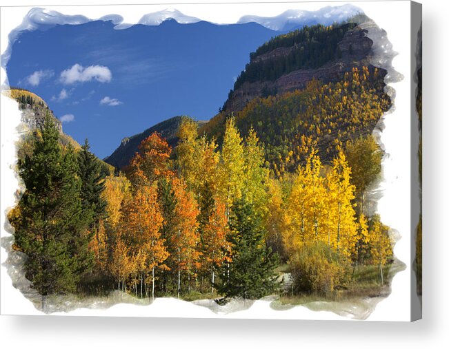 Aspens Acrylic Print featuring the photograph Colorado Aspens by Judy Deist