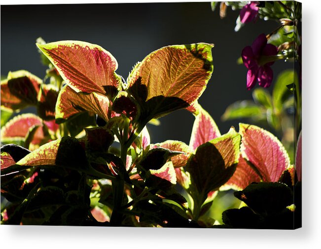 Plant Acrylic Print featuring the photograph Colorful Coleus by ShaddowCat Arts - Sherry