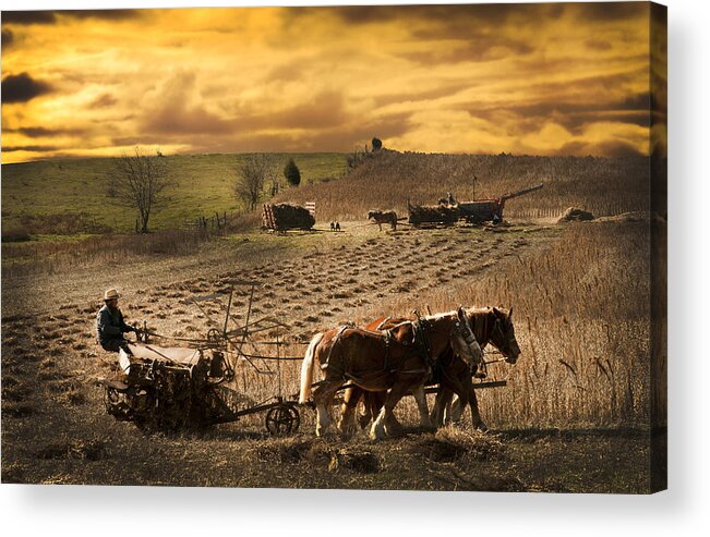 Combining Beans Acrylic Print featuring the photograph Combining and Thrashing beans by Randall Branham