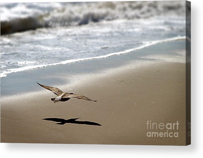 Seagull Acrylic Print featuring the photograph Coming In For Landing by Henrik Lehnerer