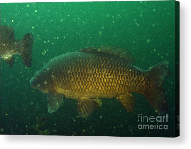 Fish Acrylic Print featuring the photograph Common Carp by Ted Kinsman