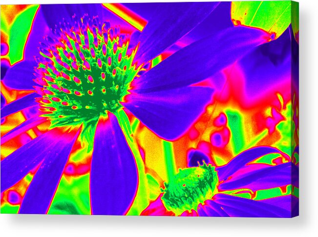 Purple Cone Flowers Acrylic Print featuring the photograph Cone Flowers Gone Wild by Kim Galluzzo