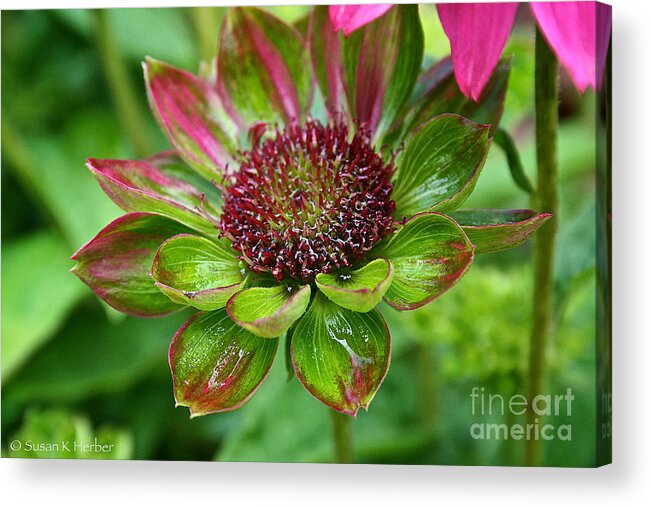 Plant Acrylic Print featuring the photograph Confused Cone Flower by Susan Herber