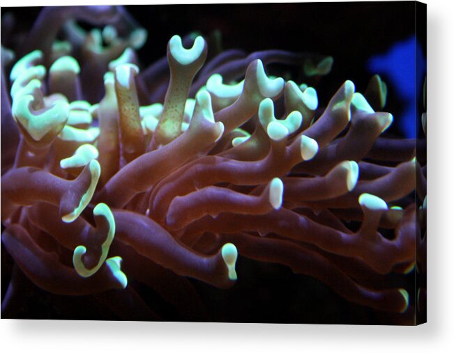 Coral Acrylic Print featuring the photograph Coral 1 by Jennifer Bright Burr