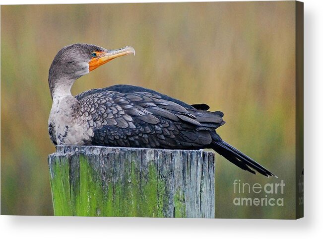 Birds Acrylic Print featuring the photograph Cormorant On A Post by Kathy Baccari