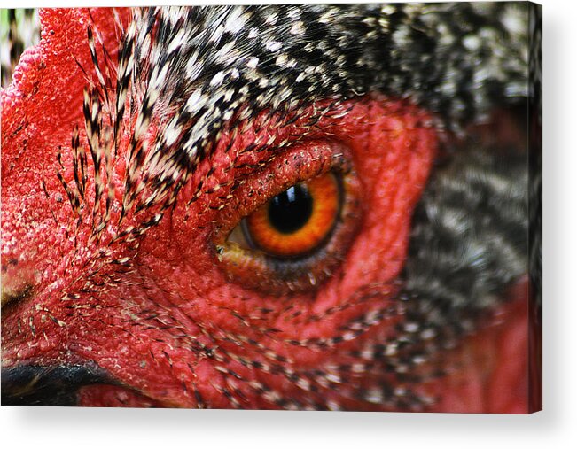 Bird Acrylic Print featuring the photograph Country Chicken 16 by Scott Hovind
