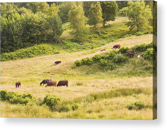 Cow Acrylic Print featuring the photograph Cows Grazing In Field Rockport Maine by Keith Webber Jr