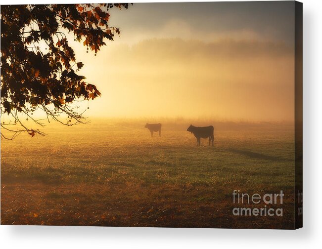 Cows Acrylic Print featuring the photograph Cows in a foggy field by Mats Silvan