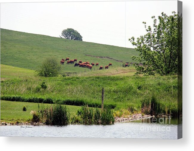 Cows Acrylic Print featuring the photograph Cows on the pasture by Yumi Johnson