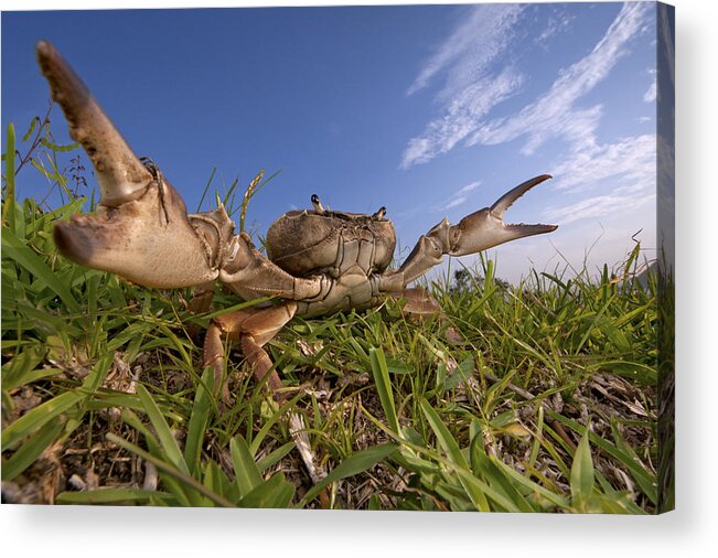 00479209 Acrylic Print featuring the photograph Crab In Defensive Posture Silaka Nature by Piotr Naskrecki