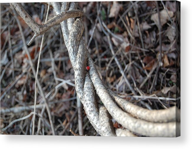 Branch Rope With Red Berry Acrylic Print featuring the photograph Cradle by Mary McAvoy