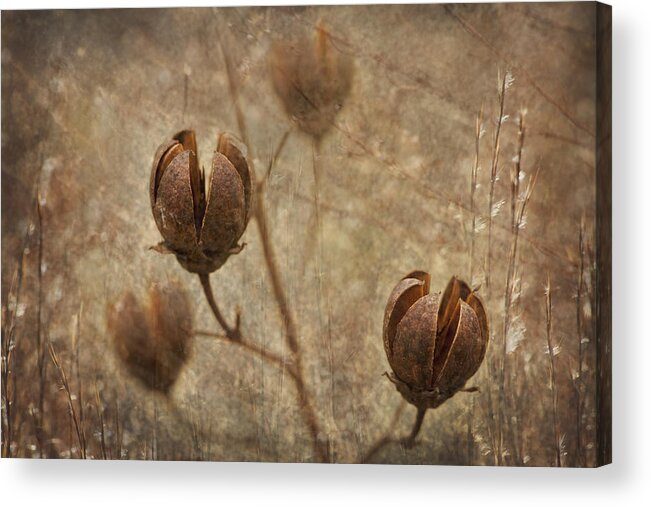 Crepe Acrylic Print featuring the photograph Crepe Myrtle Seed Pods with Grunge and Textures by Kathy Clark